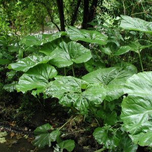 petasites vulgaris